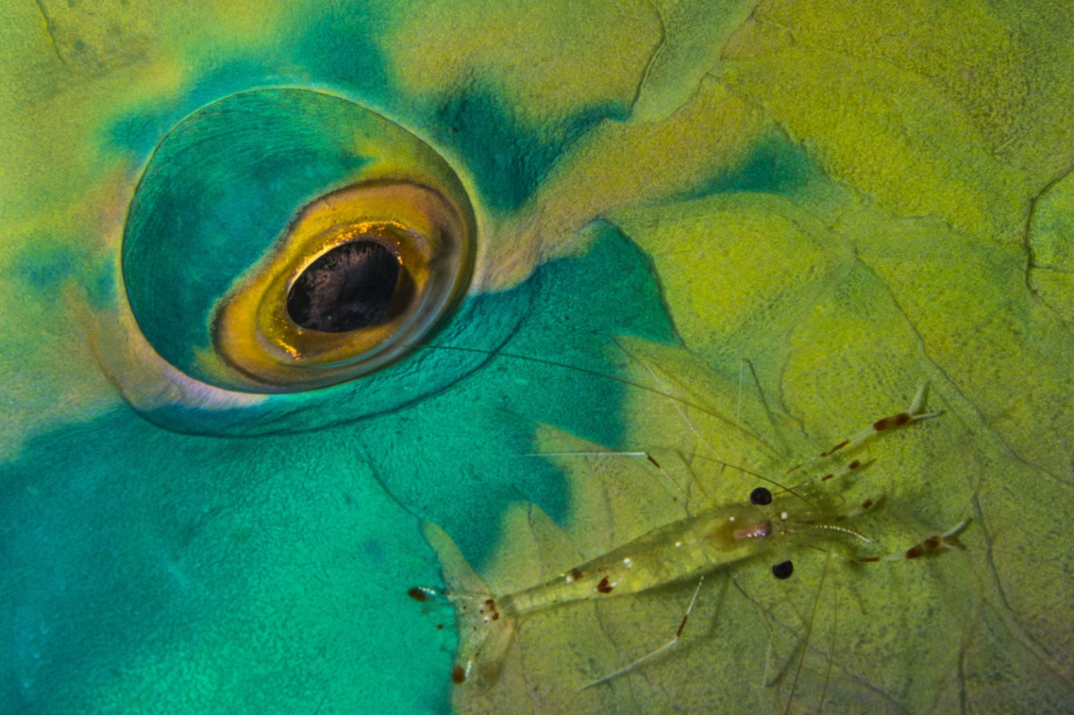 Deep Surprising 10 Surprising Discoveries made by Deep Sea Divers