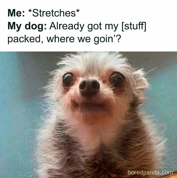 A tiny fluffy dog with bright eyes, ready for an adventure with a caption about packing for a trip.