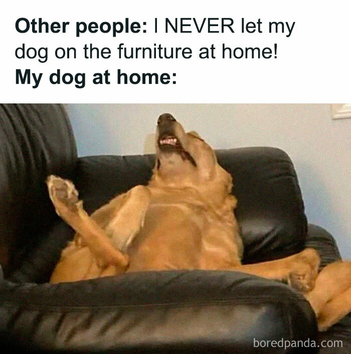 A golden retriever chilling on black leather furniture—a funny meme of a relaxed pup at home.