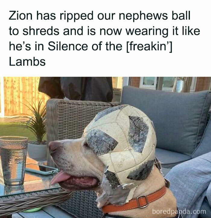 A dog with a shredded soccer ball stuck on its head—a goofy doggo meme from a fun online group.