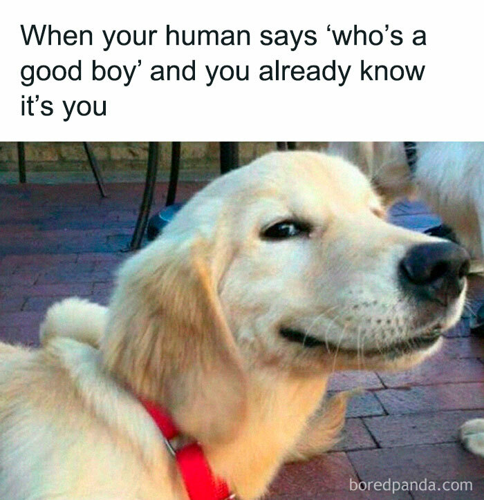 A golden retriever with a knowing smile and a caption about being a good boy—a warm pupper meme.