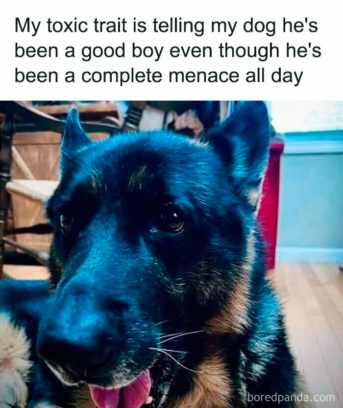 A German Shepherd with a goofy, playful grin—a star in popular doggo memes from a loving group.
