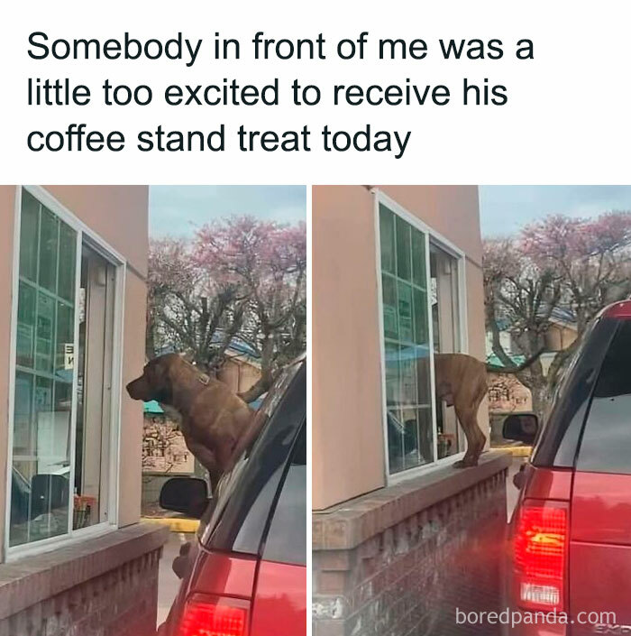 A dog leaning out a car window with excitement, grabbing a treat from a coffee stand—a joyful doggo meme!