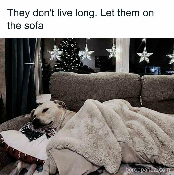 A sleepy dog snuggled under a soft blanket on a cozy sofa, surrounded by twinkling star-shaped lights—a heartwarming doggo moment.