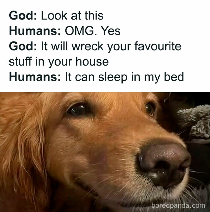 A golden retriever’s close-up with a caption about wrecking stuff but stealing the bed—a funny doggo tale!