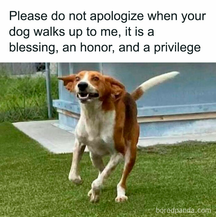 A happy dog sprinting across lush green grass near a building, with a caption calling dog visits a blessing.