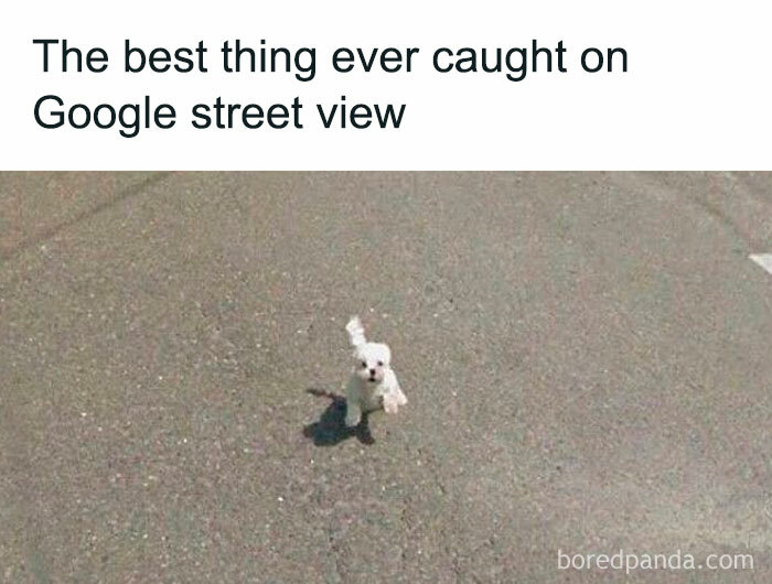 A small white dog racing toward the camera on a street—a beloved image in doggo meme collections.