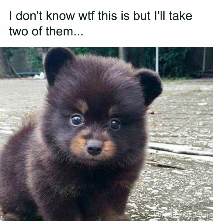 A fluffy puppy standing on stone ground with a caption about wanting to take two home!