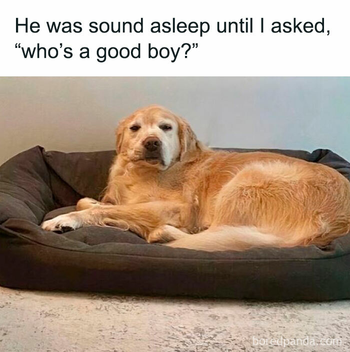 A golden retriever snoozing on a plush black dog bed with a sleepy face—a perfect good boy doggo meme.