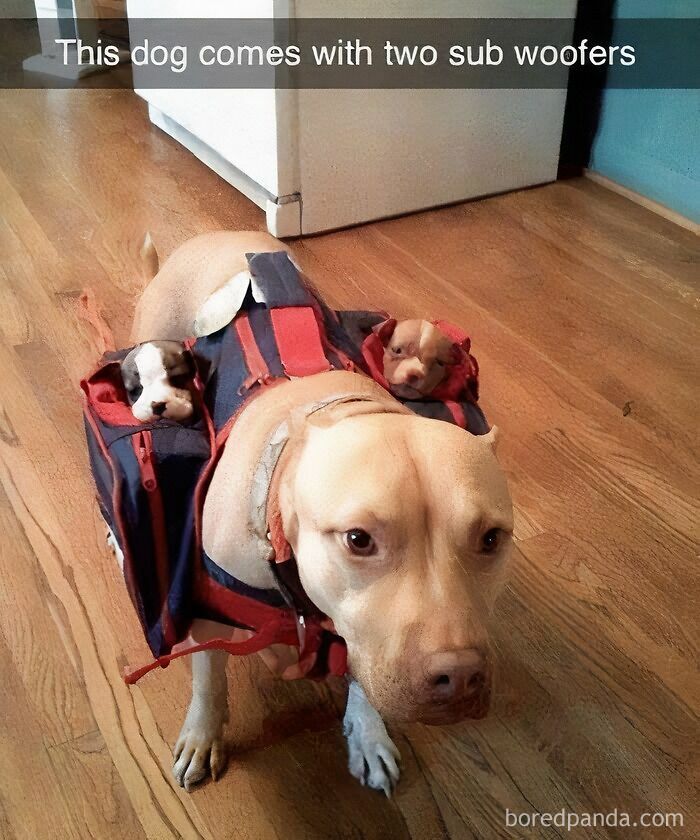 A dog carrying a backpack with two tiny puppies inside—a super cute doggo meme to brighten your day!
