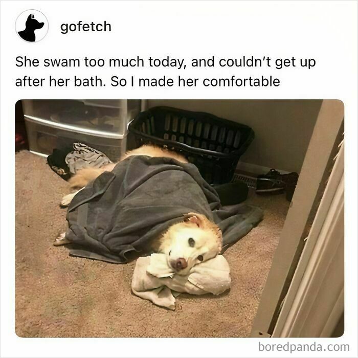 A tired dog wrapped in a soft towel, resting on a warm carpet—a sweet pupper moment from an online group.