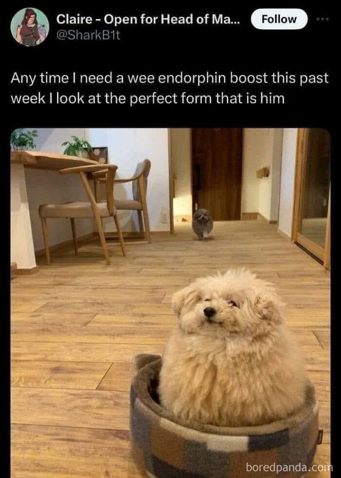 A fluffy dog curled up in a cozy bed on a wooden floor, with a curious cat in the background.