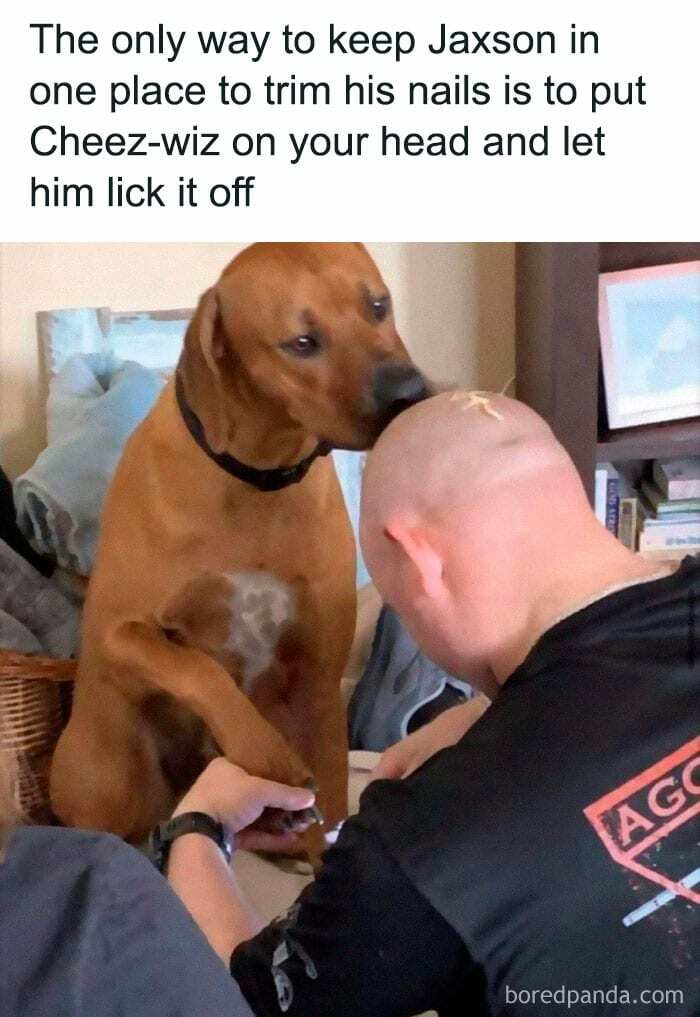A dog licking creamy Cheez-wiz off someone’s head while getting a nail trim—a hilarious doggo meme in action!