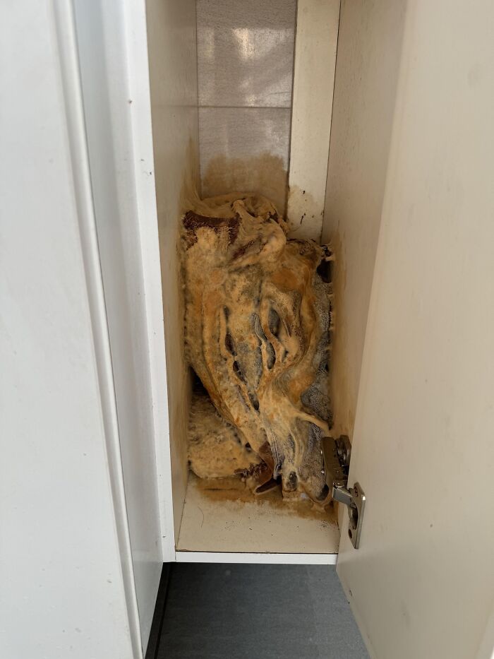 Moldy and decayed food inside a kitchen cabinet, an unexpected fail showing anything gone wrong in home storage.