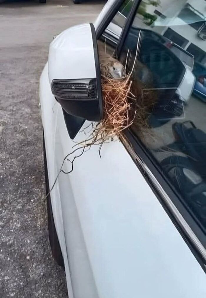 Bird’s nest built in a car side mirror, an unexpected fail showcasing anything gone wrong and unfortunate situations.