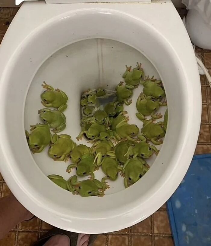 Toilet bowl filled with multiple frogs, an unexpected fail showing an unfortunate situation gone wrong indoors.