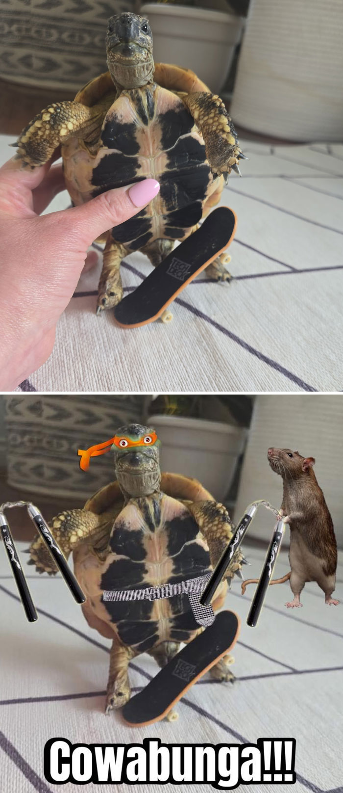 Turtle on a skateboard with ninja gear and a rat buddy.